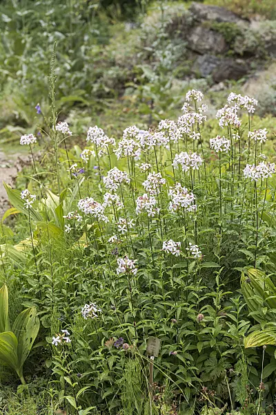 651511 - Echtes Seifenkraut (Saponaria officinalis)