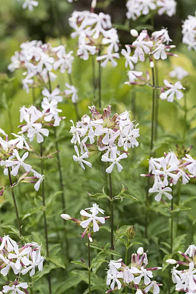 651512 - Echtes Seifenkraut (Saponaria officinalis)