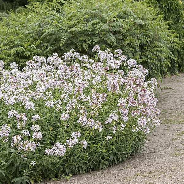 651513 - Echtes Seifenkraut (Saponaria officinalis)