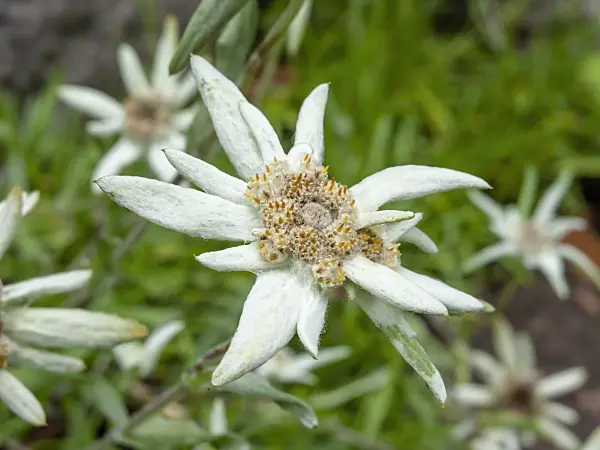 427003 - Edelweiss (Leontopodium calocephalum)