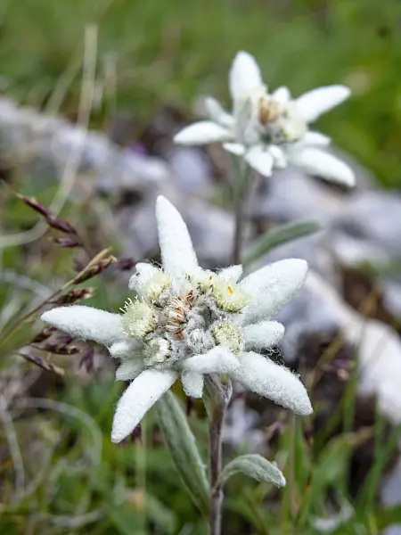 439306 - Edelweiss (Leontopodium nivale syn. Leontopodium alpinum)