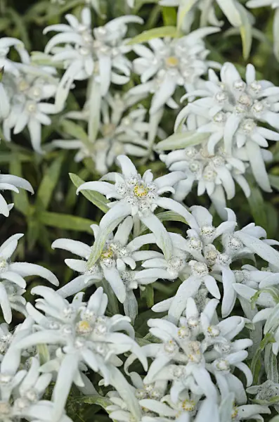 533616 - Edelweiss (Leontopodium palibianum)