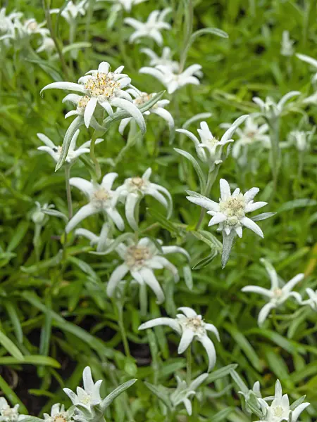 427004 - Edelweiss (Leontopodium souliei)
