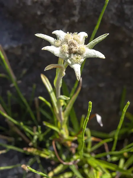 439181 - Edelweiss (Leontopodium stoechas)