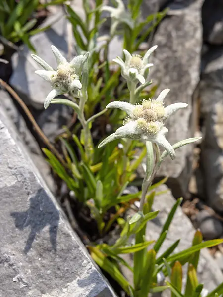 439182 - Edelweiss (Leontopodium stoechas)