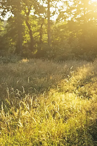 380081 - Edge of the forest in yellow, misty backlight