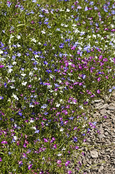 547375 - Edging lobelia (Lobelia erinus)
