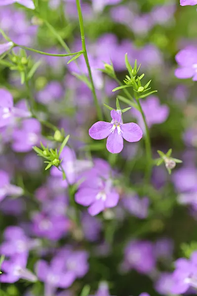 485041 - Edging lobelia (Lobelia erinus 'Laguna Heavenly Lilac')