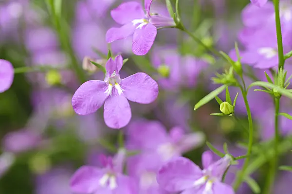 485042 - Edging lobelia (Lobelia erinus 'Laguna Heavenly Lilac')