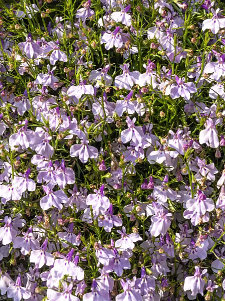 426121 - Edging lobelia (Lobelia erinus 'Laguna Mounding Lavender')
