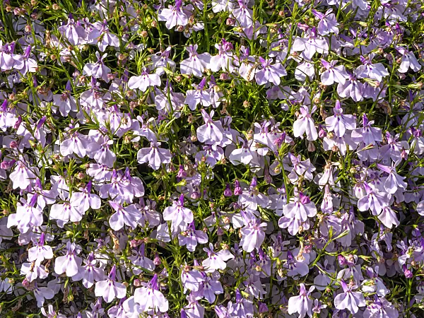 426122 - Edging lobelia (Lobelia erinus 'Laguna Mounding Lavender')