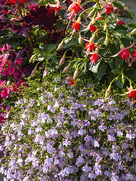 426119 - Edging lobelia (Lobelia erinus 'Laguna Mounding Lavender') and fuchsia (Fuchsia)