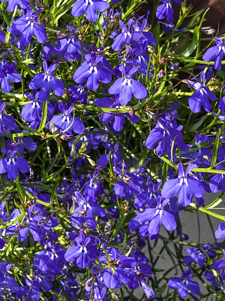 426120 - Edging lobelia (Lobelia erinus 'Laguna Trailing Dark Blue')