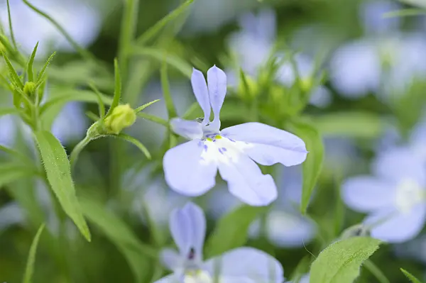 485027 - Edging lobelia (Lobelia erinus 'Laura Sky Blue')