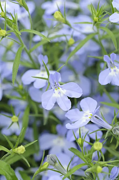 485028 - Edging lobelia (Lobelia erinus 'Laura Sky Blue')
