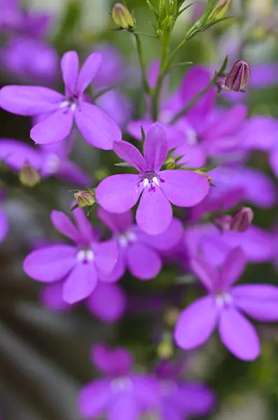 496378 - Edging lobelia (Lobelia erinus 'Purple Star')