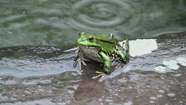 487290 - Edible frog (Rana esculenta)
