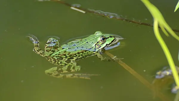 498128 - Edible frog (Rana esculenta)