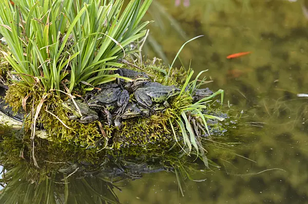 531008 - Edible frogs (Rana esculenta) in a garden pond