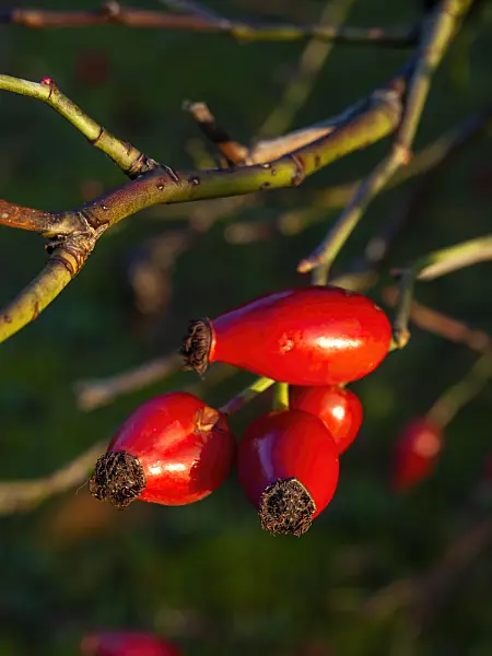 442041 - Églantier en corymbe (Rosa corymbifera)