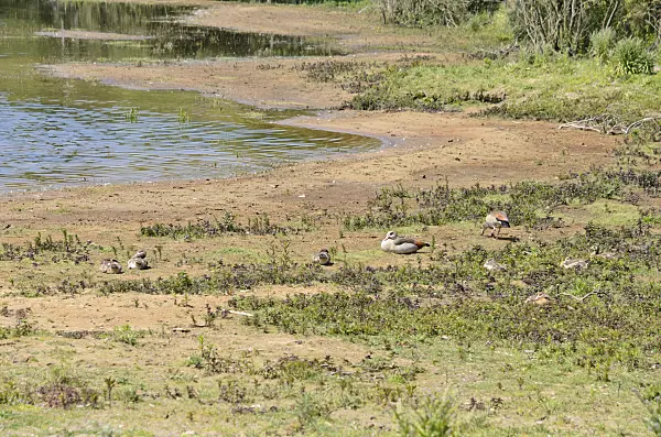 533582 - Egyptian geese (Alopochen aegyptiacus) with young birds, Zuid-Kennemerland National Park, Netherlands