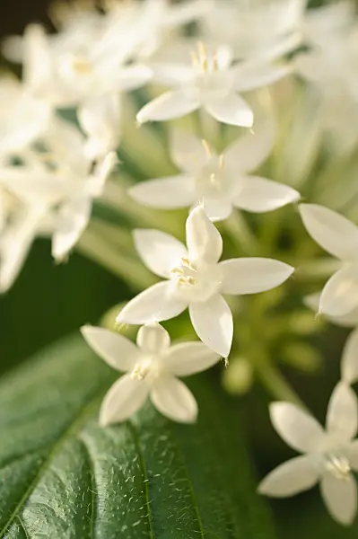 477115 - Egyptian star cluster (Pentas lanceolata)