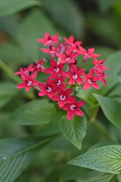 481043 - Egyptian star cluster (Pentas lanceolata)