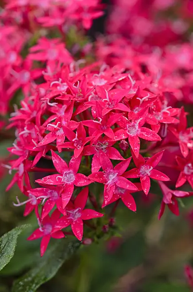 523026 - Egyptian star cluster (Pentas lanceolata 'Graffiti Red Lace')