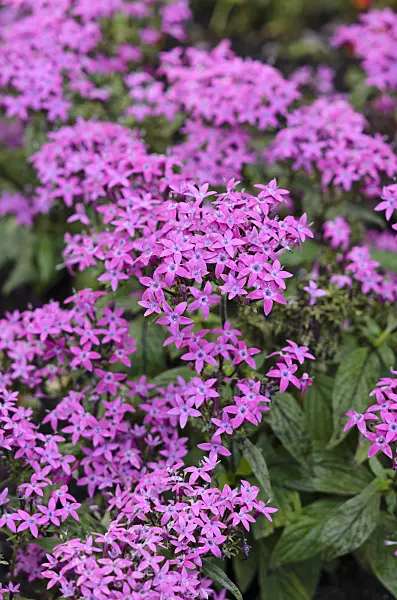523025 - Egyptian star cluster (Pentas lanceolata 'Graffiti Violet')