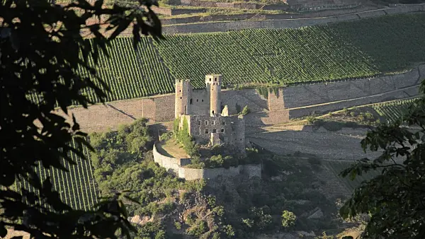 511157 - Ehrenfels Castle and vineyards near Rüdesheim am Rhein, Upper Middle Rhine Valley, Germany