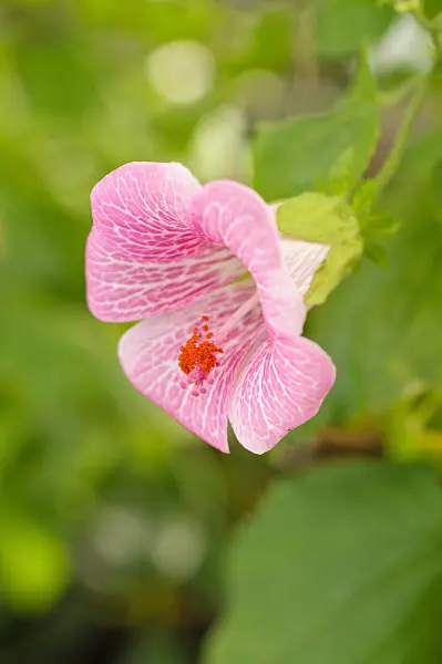 482025 - Eibisch (Hibiscus lavaterioides)