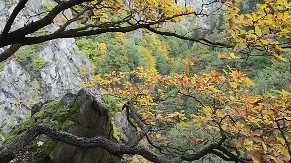 501234 - Eiche (Quercus), Naturschutzgebiet Bodetal, Deutschland