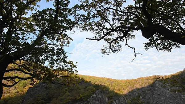 501239 - Eiche (Quercus), Naturschutzgebiet Bodetal, Deutschland