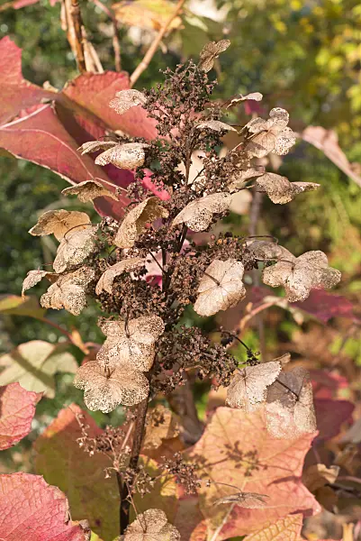 576015 - Eichenblättrige Hortensie (Hydrangea quercifolia)