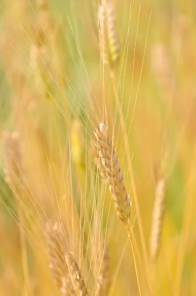 534470 - Einkorn wheat (Triticum monococcum)
