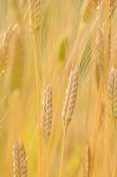 534471 - Einkorn wheat (Triticum monococcum)