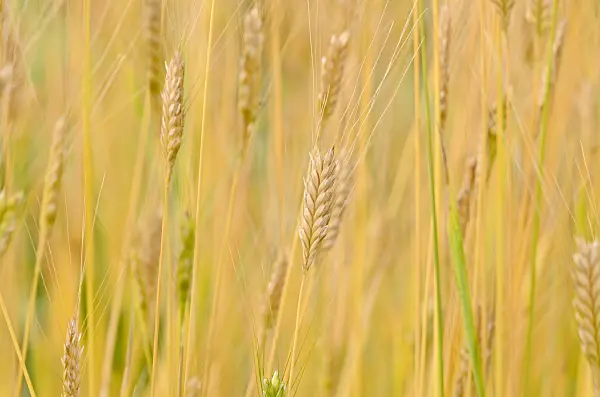 534472 - Einkorn wheat (Triticum monococcum)