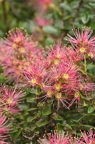 531160 - Eisenholzbaum (Metrosideros carmineus)