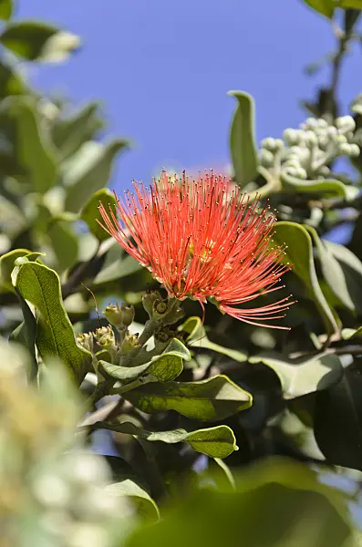 564026 - Eisenholzbaum (Metrosideros excelsa)