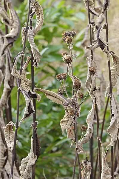 466072 - Elecampane (Inula helenium)