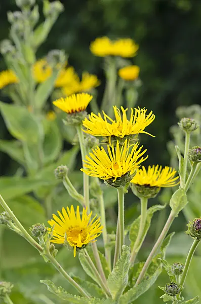 534203 - Elecampane (Inula helenium)