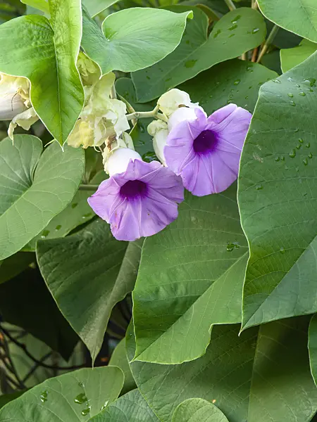 434228 - Elefantenwinde (Argyreia nervosa)