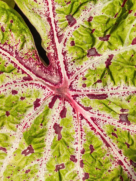 414170 - Elephant's ear (Caladium bicolor)