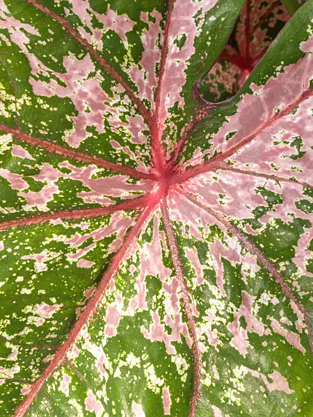 414171 - Elephant's ear (Caladium bicolor)