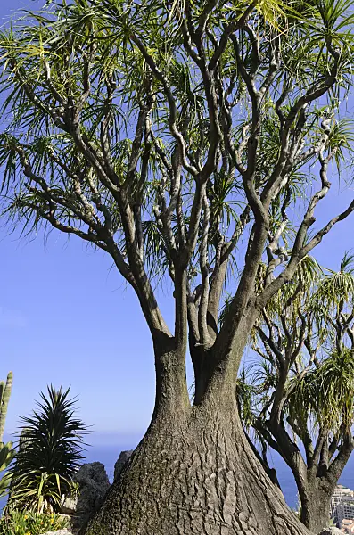 533084 - Elephant's foot (Beaucarnea recurvata)