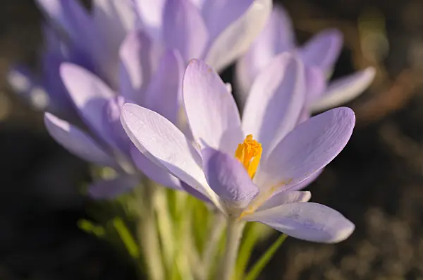 494057 - Elfenkrokus (Crocus tommasinianus)