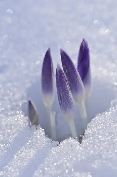 518118 - Elfenkrokus (Crocus tommasinianus)