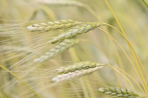 534473 - Emmer wheat (Triticum dicoccum 'Weißer Sommer')