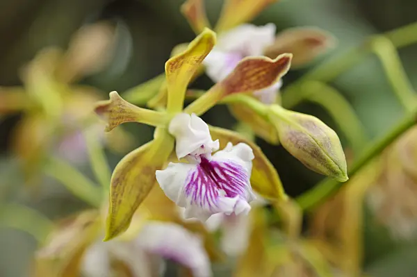 489012 - Encyclia pyriformis
