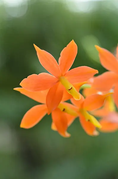 492041 - Encyclia vitellina